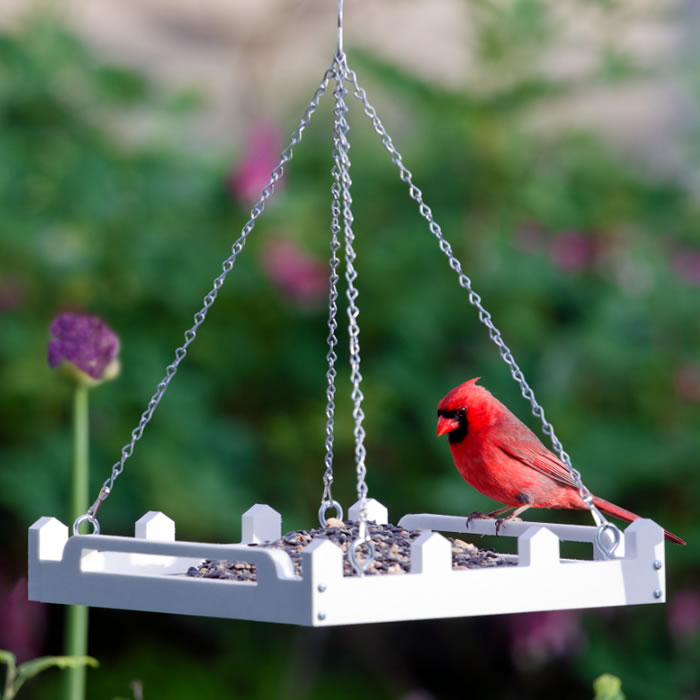 Duncraft White Picket Fence Platform Feeder with a red cardinal perched on it, showcasing its durable white recycled plastic design and metal mesh drainage.