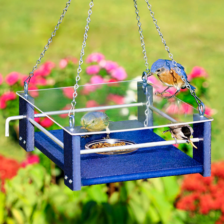 Duncraft Bluebird Suet & Dish Feeder with clear roof, removable dish, and hanging chain, designed to attract bluebirds by holding mealworms securely.