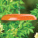 Duncraft Tilt-Top Squirrel Baffle, Orange - Made in the USA: A round, hanging baffle with chain and hook, designed to deter squirrels from bird feeders.