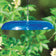 Duncraft Tilt-Top Squirrel Baffle, Blue - Made in the USA, shown outdoors with a chain and hook, designed to tilt and slide squirrels off.