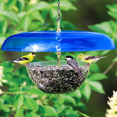 Duncraft Tilt-Top Baffle & Feeder, Blue - Made in the USA, with birds feeding on the clearview plastic bowl under the squirrel-proof, tilting dome.