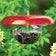 Duncraft Tilt-Top Baffle & Feeder, Red - Made in the USA, features a clear bowl with birds feeding, showcasing its squirrel-proof design.