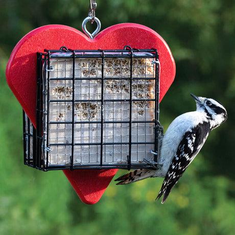 Duncraft Heart Double Suet Shield Feeder with a woodpecker feeding on one of the suet cakes, highlighting the stainless steel mesh insert.