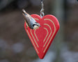 Bird perched on the Duncraft Peanut Butter & Suet Heart Feeder, a red heart-shaped bird feeder designed to hold suet or peanut butter spreads for easy bird feeding.