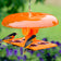 Duncraft Deluxe Orange Oriole Jelly Feeder with two orioles perched, stocked with orange halves and jelly, features a weather dome and perches on all sides.