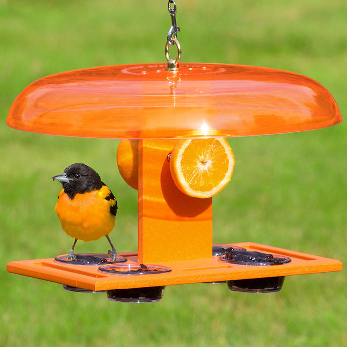 Duncraft Deluxe Orange Oriole Jelly Feeder with bird on feeder, featuring perches, orange halves, and jelly dishes under a protective orange weather dome.