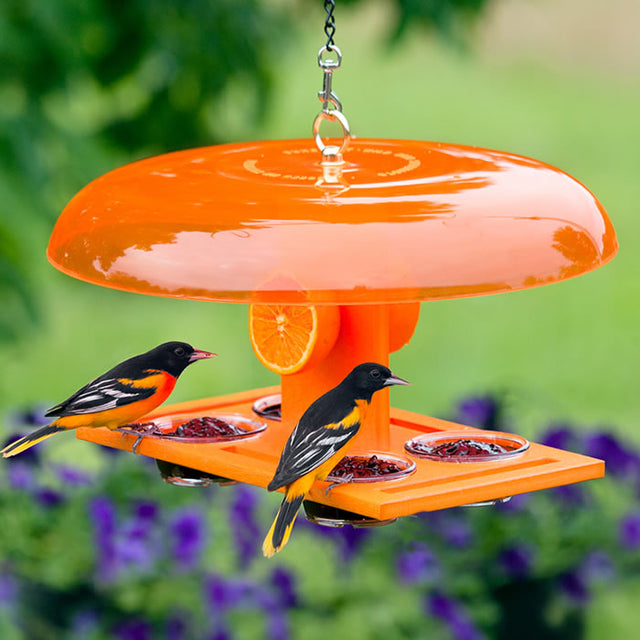 Duncraft Deluxe Orange Oriole Jelly Feeder with two orioles feeding on orange slices and jelly, featuring a weather dome and four perches for optimal bird viewing.