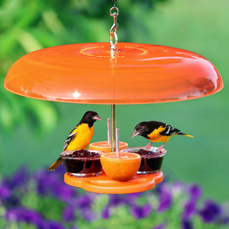 Duncraft Oriole Fruit Feeder Plus with orange roof, holding halved oranges and fruit jelly cups, attracts Baltimore orioles, featuring wide perches and weather guard.