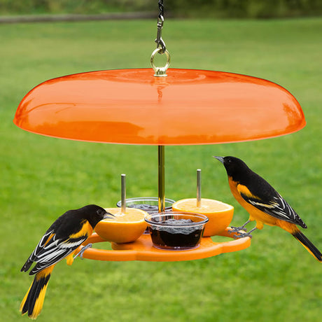 Duncraft Oriole Fruit Feeder Plus with two birds feeding from orange halves and jelly dishes under a weather guard with circular perches.