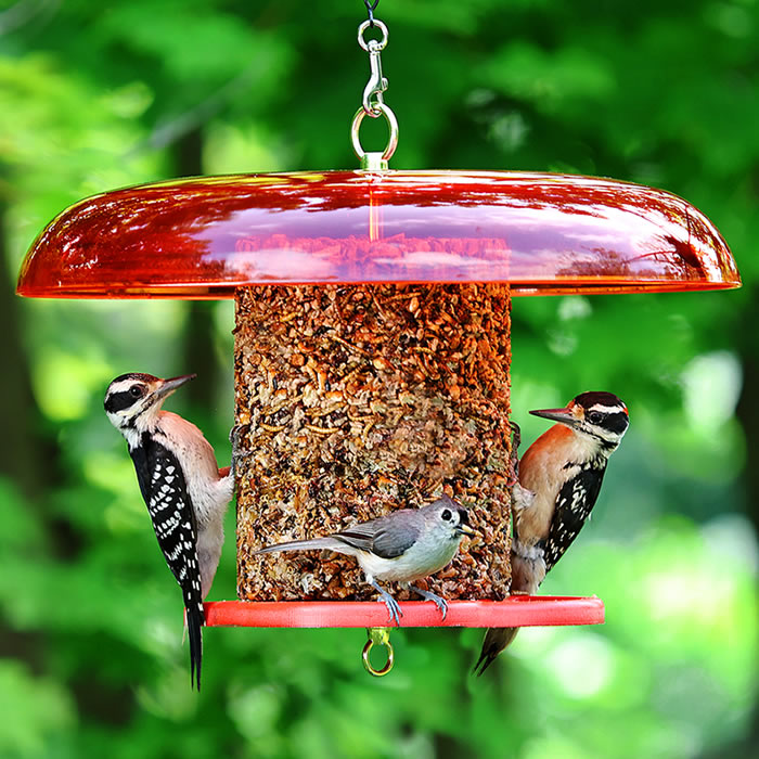 Duncraft Red Baffled Seed Cylinder Feeder with birds feeding on the two circular perches, showcasing its 360-degree access and tilt-top squirrel baffle.