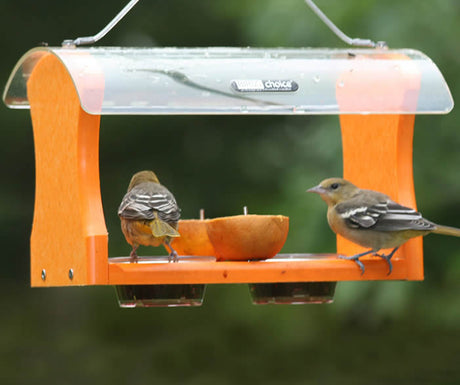 Fruit & Jelly Oriole Feeder with two birds perched on it, featuring two orange skewers and two dishes for fruit or jelly.