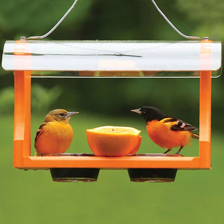 Fruit & Jelly Oriole Feeder with two birds perched, featuring two plastic dishes and metal pegs for fruit, protected by a clear overhanging roof.