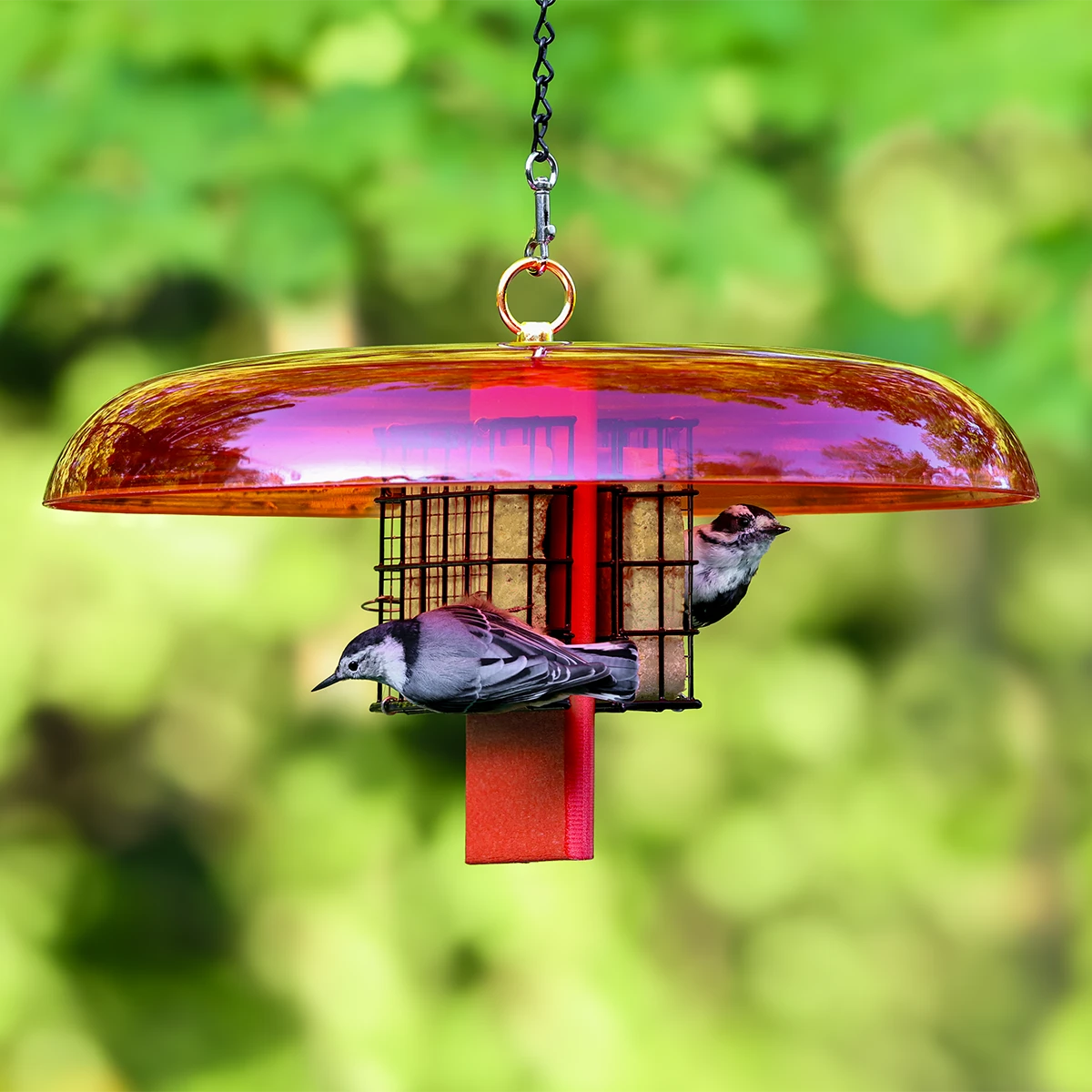 Duncraft Suet Shield™ Feeder With Tail Prop & Dome