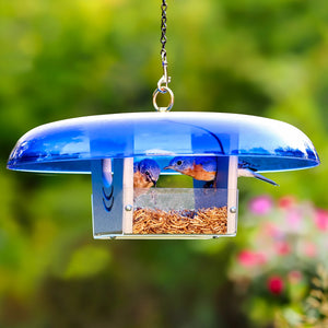 Duncraft Baffled Bluebird Mealworm Feeder