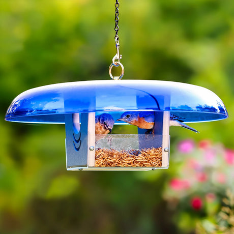 Duncraft Baffled Bluebird Mealworm Feeder