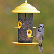 Sedona Screen Bird Feeder with mesh, four ports, and perches. A blue jay is perched, feeding from the tray.