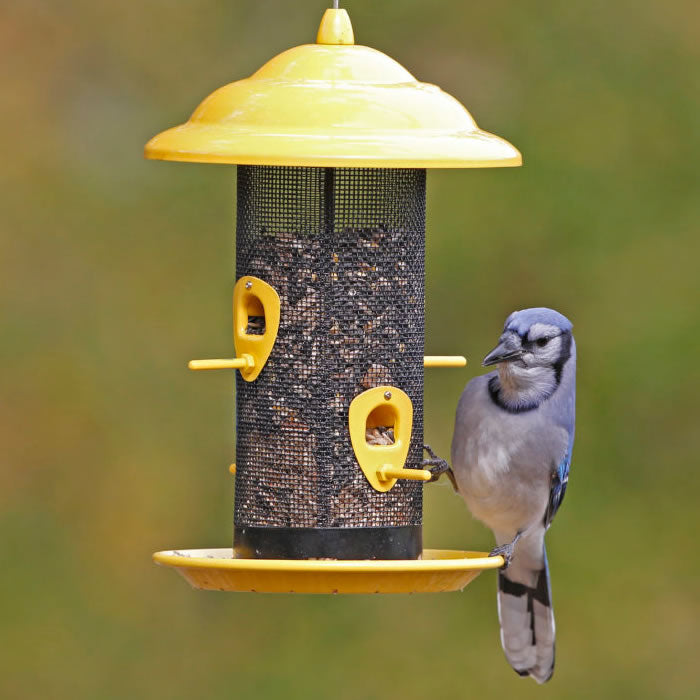 Sedona Screen Bird Feeder with mesh, four ports, and perches. A blue jay is perched, feeding from the tray.