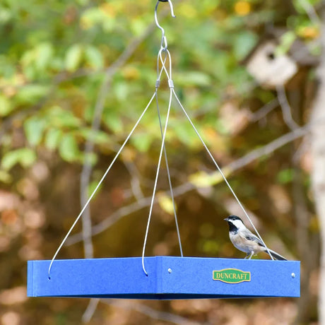 Duncraft Classic Bird Safe Platform Feeder in Royal Blue, with a black-capped chickadee perched on its edge, showcasing its open tray design and wire suspension.