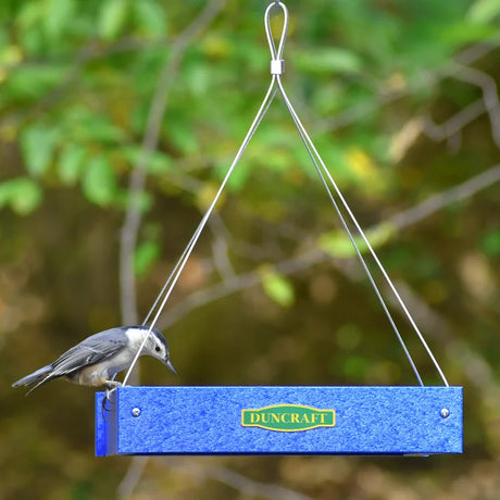Duncraft Classic Bird Safe Platform Feeder, Royal Blue, with a nuthatch perched on its edge, showcasing its open tray design and metal mesh flooring.