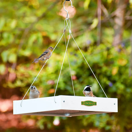 Duncraft Classic Bird Safe Platform Feeder, White, with three songbirds perched, showcasing its open design and wire suspension against a green foliage backdrop.