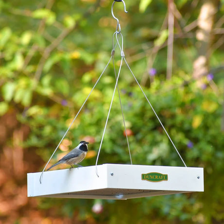 Duncraft Classic Bird Safe Platform Feeder, White, features a chickadee perched on its edge, highlighting its open, versatile design suitable for various bird species.