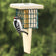 Duncraft Tail Prop Double Suet Feeder with a Downy Woodpecker feeding, highlighting its green metal cage and tail prop area for bird balance.