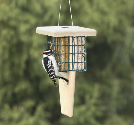 Duncraft Tail Prop Double Suet Feeder with a woodpecker perched on it, showcasing the built-in tail prop area underneath the suet cakes.