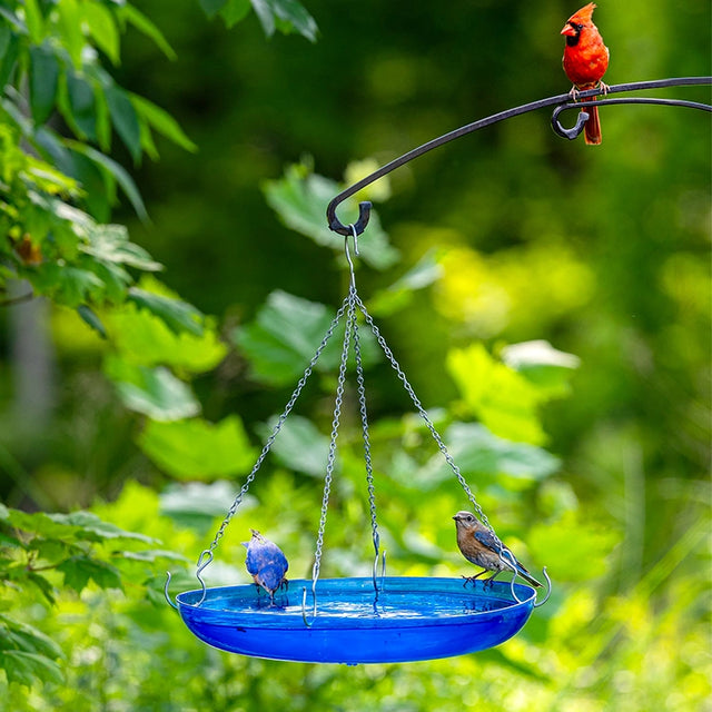 Birds perched on a blue bird bath with a red cardinal in the background