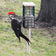 Duncraft Pileated Tail Prop Feeder with extended tail prop area, holds four suet cakes. A Pileated Woodpecker clings to it, feeding in a backyard setting.