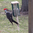 Duncraft Pileated Tail Prop Feeder with a woodpecker on the extended tail prop area, demonstrating its suitability for larger birds.