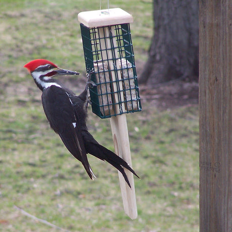 Duncraft Pileated Tail Prop Feeder with a woodpecker on the extended tail prop area, demonstrating its suitability for larger birds.