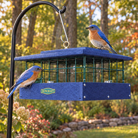 Two bluebirds perch on a blue Duncraft bird feeder filled with mealworms, surrounded by lush green foliage in the background.