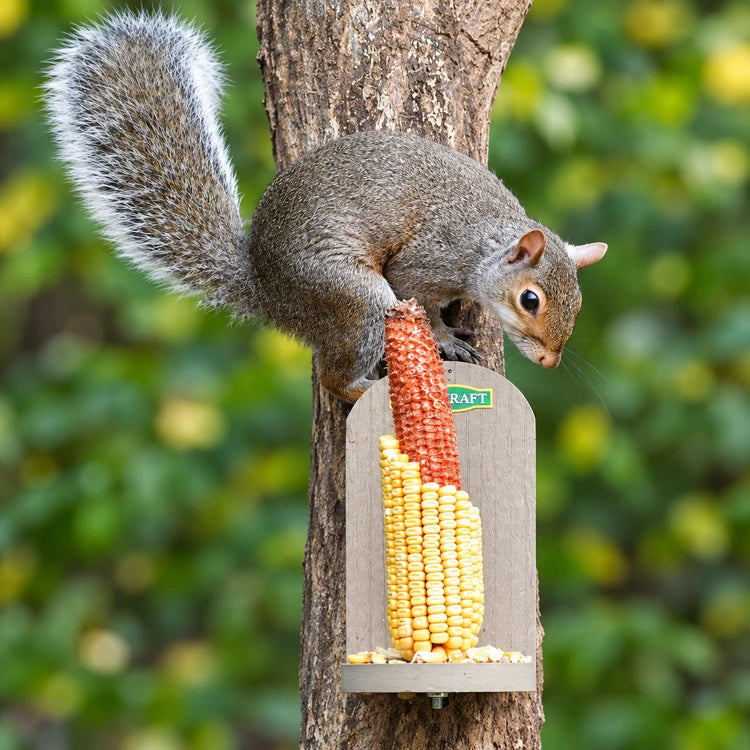 Gray squirrel leaning toward a corn cob on a tan Duncraft Squirrel Tree Stand Feeder mounted to a tree.