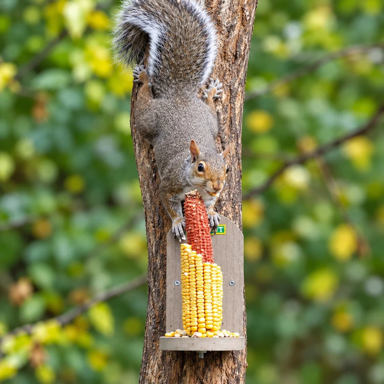 Gray squirrel climbing headfirst down a tree to reach corn on a tan Duncraft Squirrel Tree Stand Feeder.