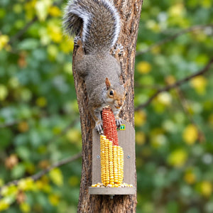 Gray squirrel climbing headfirst down a tree to reach corn on a tan Duncraft Squirrel Tree Stand Feeder.