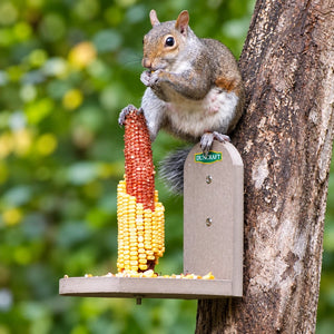 Gray squirrel facing forward and eating above a corn cob on a tan Duncraft Squirrel Tree Stand Feeder.