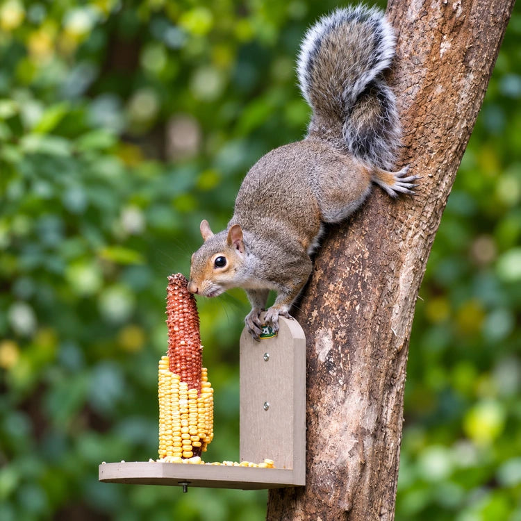 Gray squirrel stretching down a tree to nibble a corn cob on a tan Duncraft Squirrel Tree Stand Feeder.