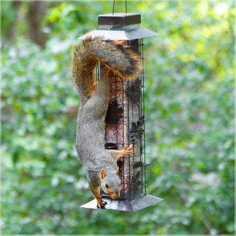 Squirrel Proof Squirrel-Be-Gone bird feeder with spring-loaded metal caging, preventing squirrels from accessing seeds while allowing birds to feed.