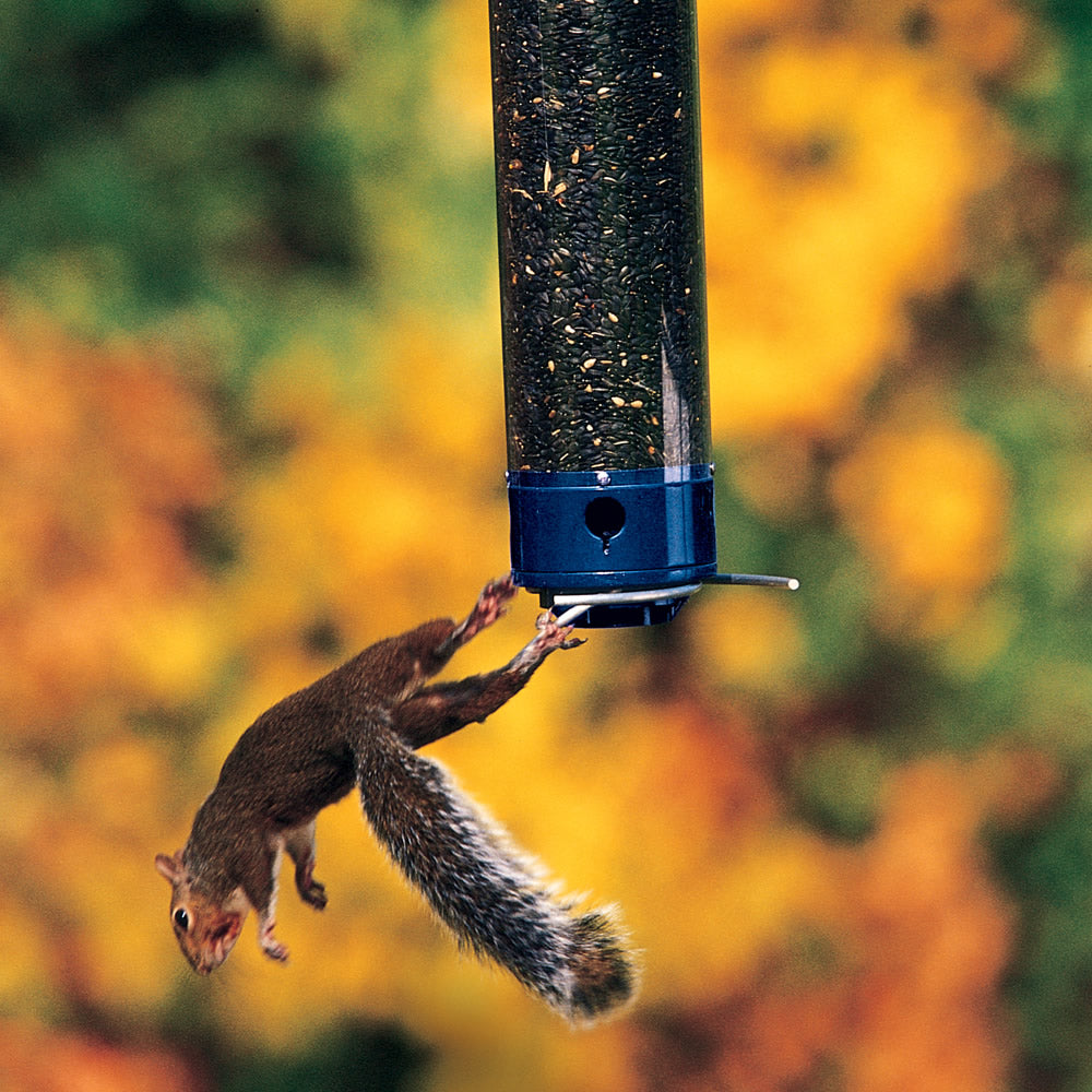 Squirrel trying to access the Droll Yankees Whipper Squirrel-Proof Bird Feeder, which features weight-sensitive perches designed to support birds and collapse under squirrels' weight.