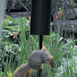 Raccoon Guard preventing a squirrel from climbing a pole, showcasing its effectiveness as a steel barrier for protecting bird feeders against climbing critters.