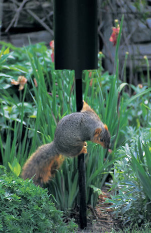 Raccoon Guard on a bird feeder pole, preventing a squirrel from climbing. Made of durable, weather-resistant steel, it fits various pole sizes.