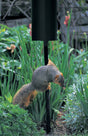 Raccoon Guard on a bird feeder pole, preventing a squirrel from climbing. Made of durable, weather-resistant steel, it fits various pole sizes.