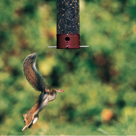 Droll Yankees Dipper Squirrel-Proof Bird Feeder with a squirrel falling off due to weight-sensitive perches, designed to only support small songbirds.