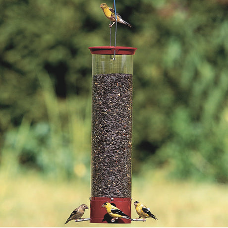 Droll Yankees Dipper Squirrel-Proof Bird Feeder with weight-sensitive perches, shown with small songbirds feeding, effectively deters squirrels and larger birds.