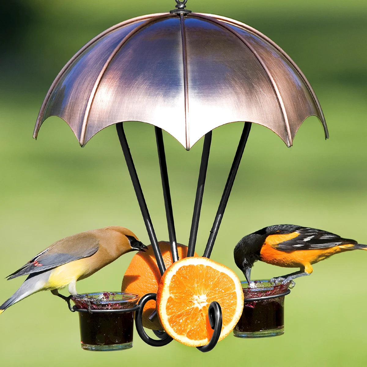Copper Oriole Feeder