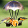 Copper Oriole Feeder with umbrella-shaped cover, glass cups filled with jelly, an orange slice, and cedar waxwing and Baltimore oriole feeding.