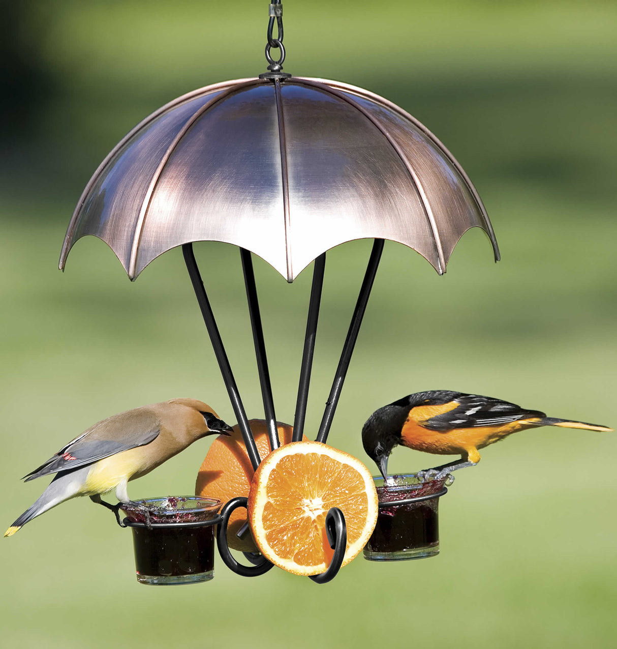 Copper Oriole Feeder with umbrella dome, holding oranges and jelly, attracting birds like orioles and waxwings. Features removable glass dishes for easy refills.