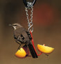 Droll Yankees Fruit Feeder with a bird perched on it, featuring skewers holding fruit halves to attract various fruit-loving birds.