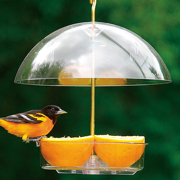 Droll Yankees Seed Saver Bird Feeder with an adjustable dome, shown with a bird perched on it, ideal for feeding various foods like seeds and fruits.