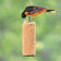 Baltimore Oriole pecks at Peanut Delight Suet Log, a cylindrical suet feeder with a no-melt formula, ideal for attracting various bird species year-round.